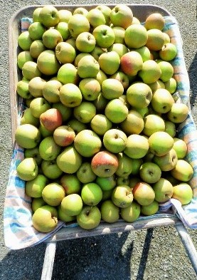 A wheelbarrow full of cooking apples at Millknock Farm