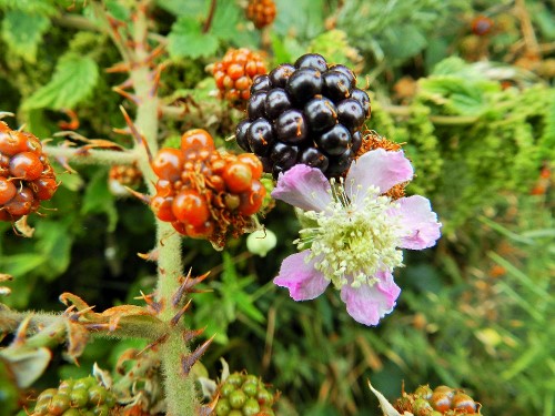 Wild Blackberries growing at Millknock Farm