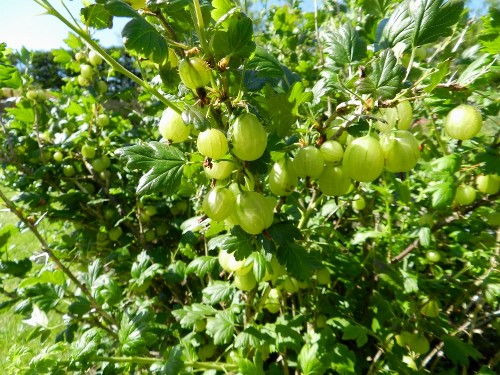Gooseberry bushes laden with fresh fruit at Millknock Farm